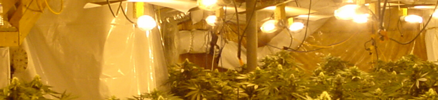 cannabis growhouse